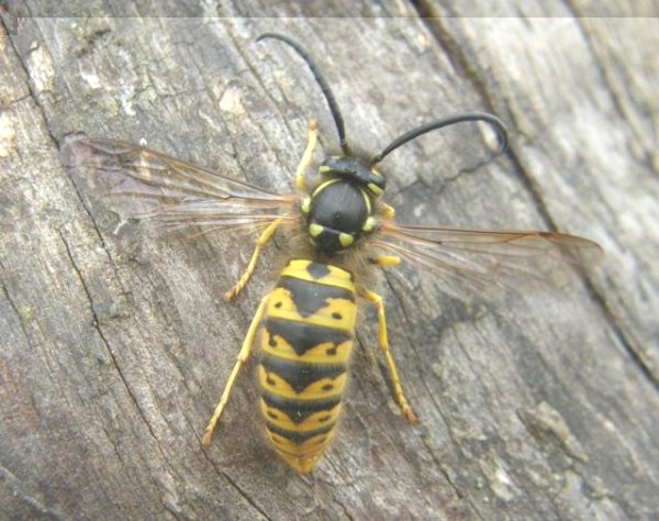 Vespula germanica.jpg