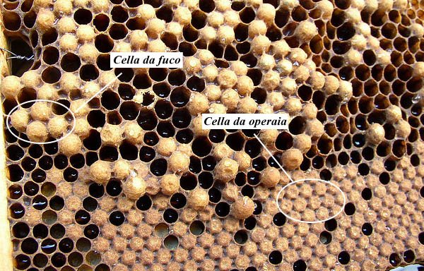 covata fuco operaia.jpg