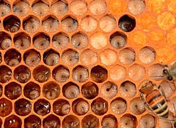 covata uova e larve.jpg