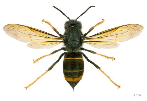 Vespa velutina.jpg