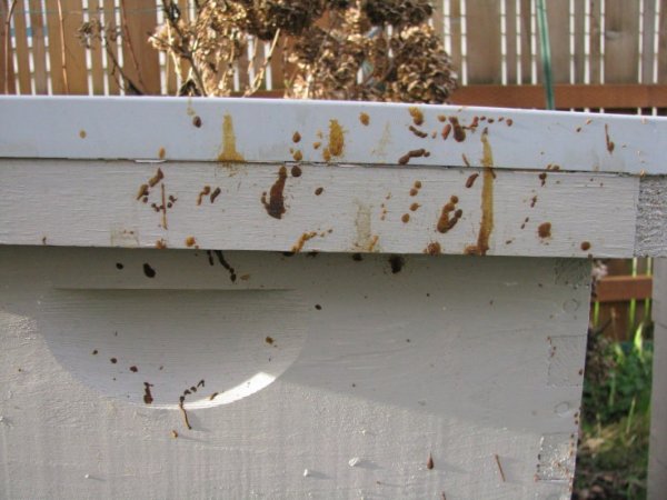 nosema.jpg