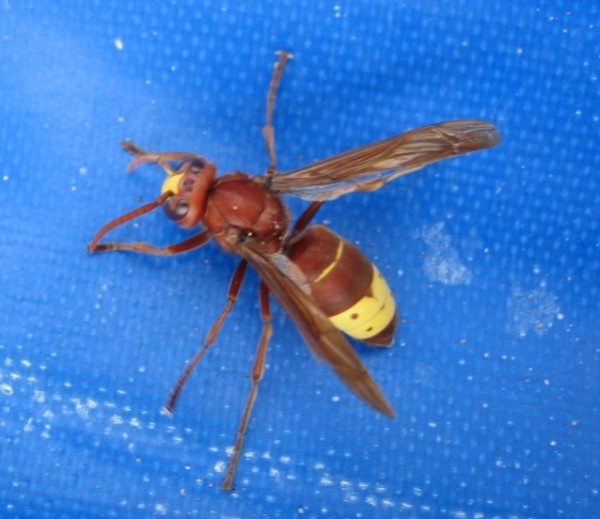 Vespa orientalis.jpg