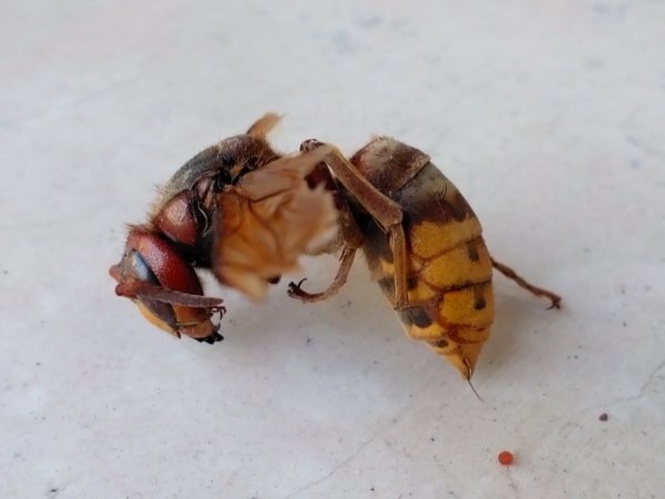 calabrone-mandarina.jpg