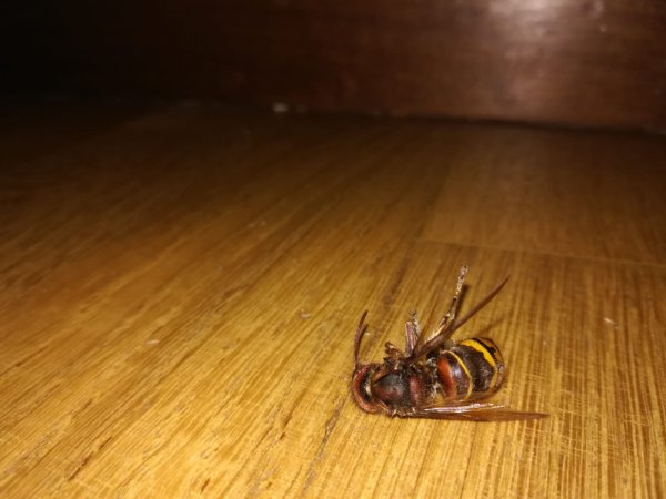 WhatsApp Image 2018-09-11 at 22.16.30.jpeg