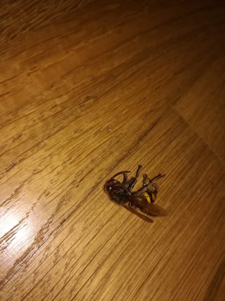 WhatsApp Image 2018-09-11 at 22.16.29 (1).jpeg