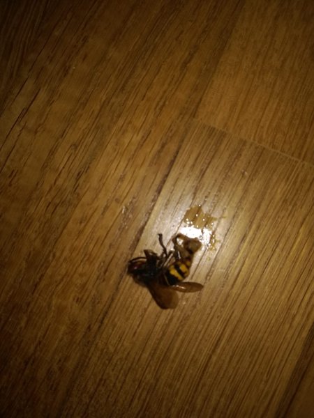 WhatsApp Image 2018-09-11 at 22.16.29.jpeg