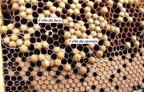 Covata opercolata da fuco e operaia.jpg