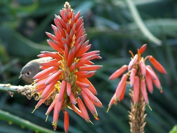 fiore d'aloe.jpg