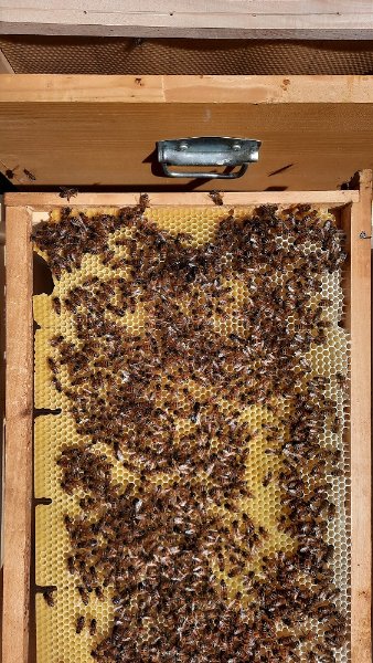 arnia  sciame recuperato 1