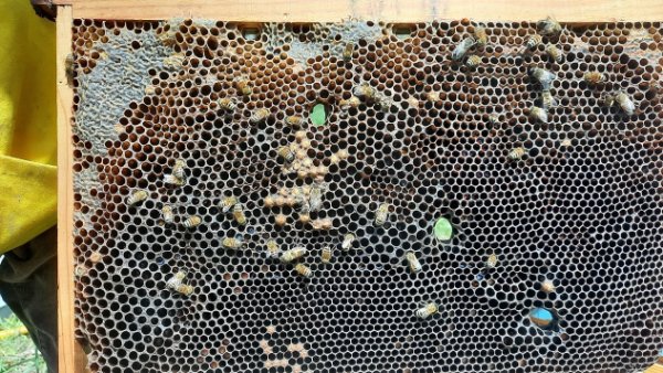 arnia vecchia (1) re.jpg