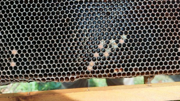 arnia vecchia (3)re.jpg