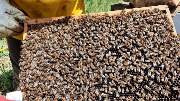 arnia vecchia (5)re.jpg