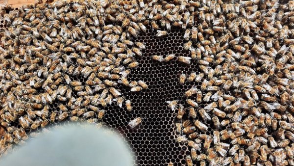 arnia vecchia (6)re.jpg