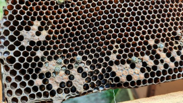 arnia dvisa (1)re.jpg