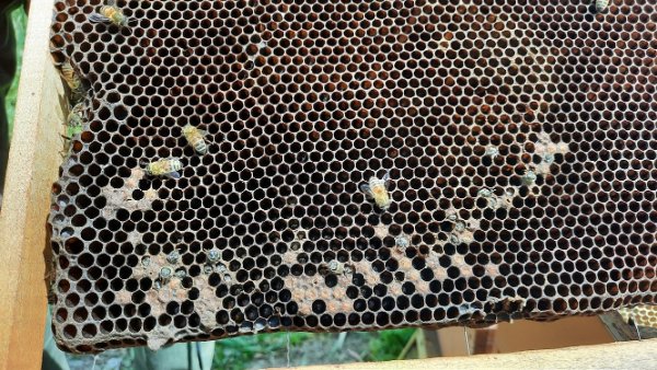 arnia dvisa (3)re.jpg