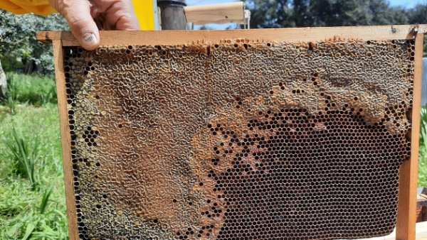 scorte arnia 2 divisa.jpg