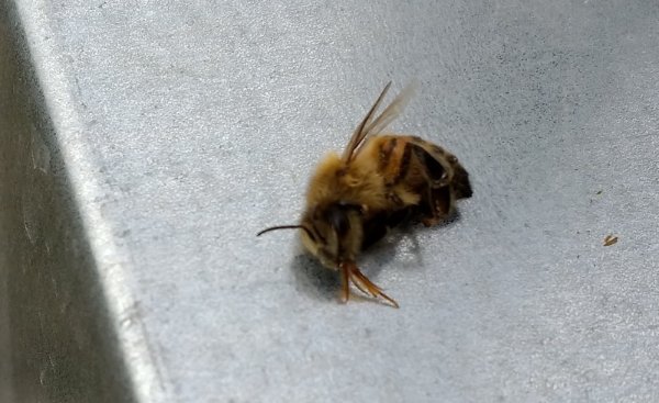 Ape con ligula estroflessa.jpg