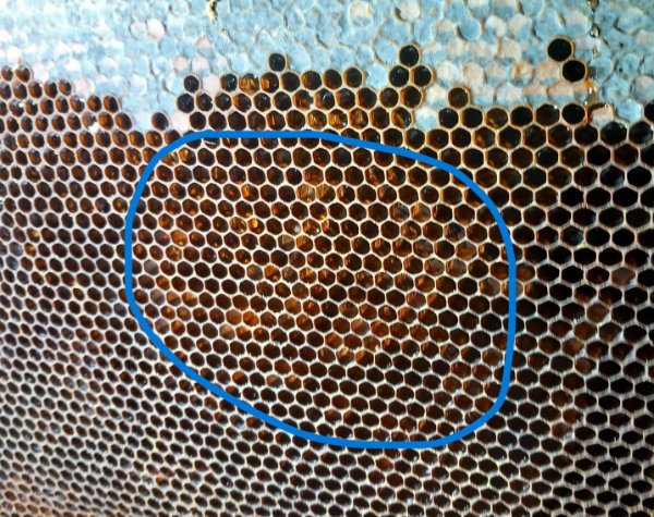 al centro una bella porzione di miele non opercolato