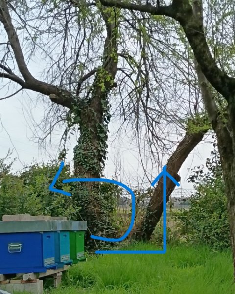 direzioni di volo