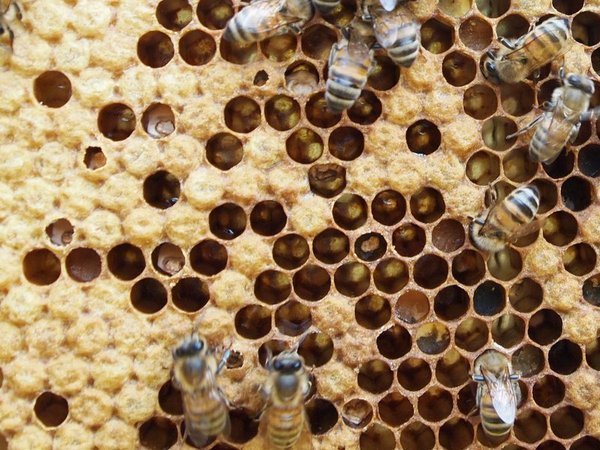 Covata calcificata 1.jpg